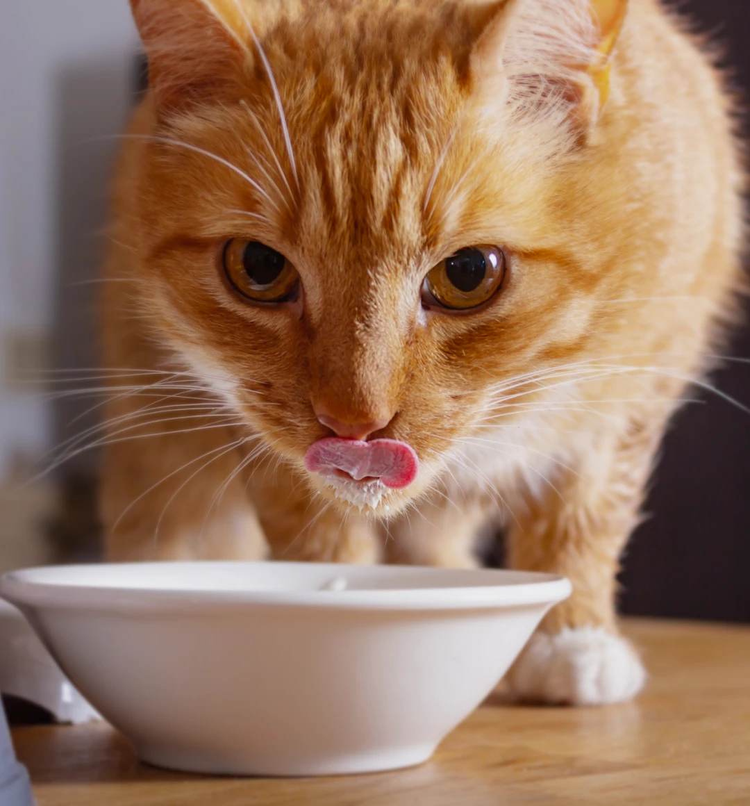 Common Digestive Issues Affecting Dogs & Cats